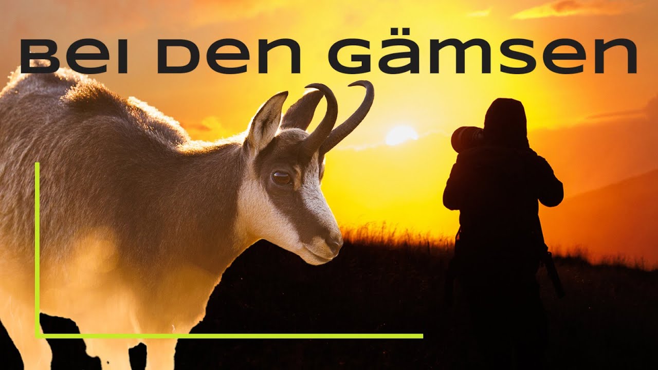 Fünf Tage in den Bergen - Wildlifephotography