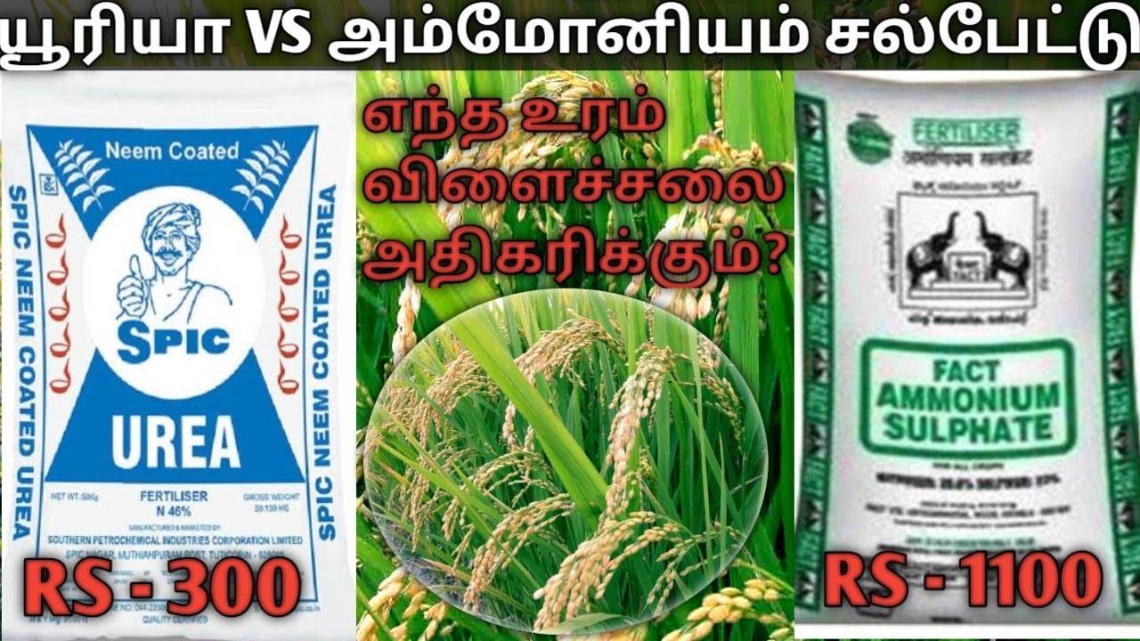 யூரியா VS அம்மோனியம் சல்பேட்டு | urea vs ammonium sulphate in tamil #ureafertilizer #urea #sulphate