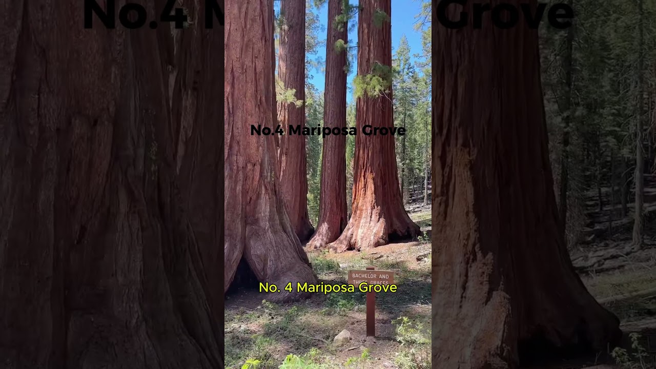 Here are 5 things you can't miss at Yosemite National Park #shorts