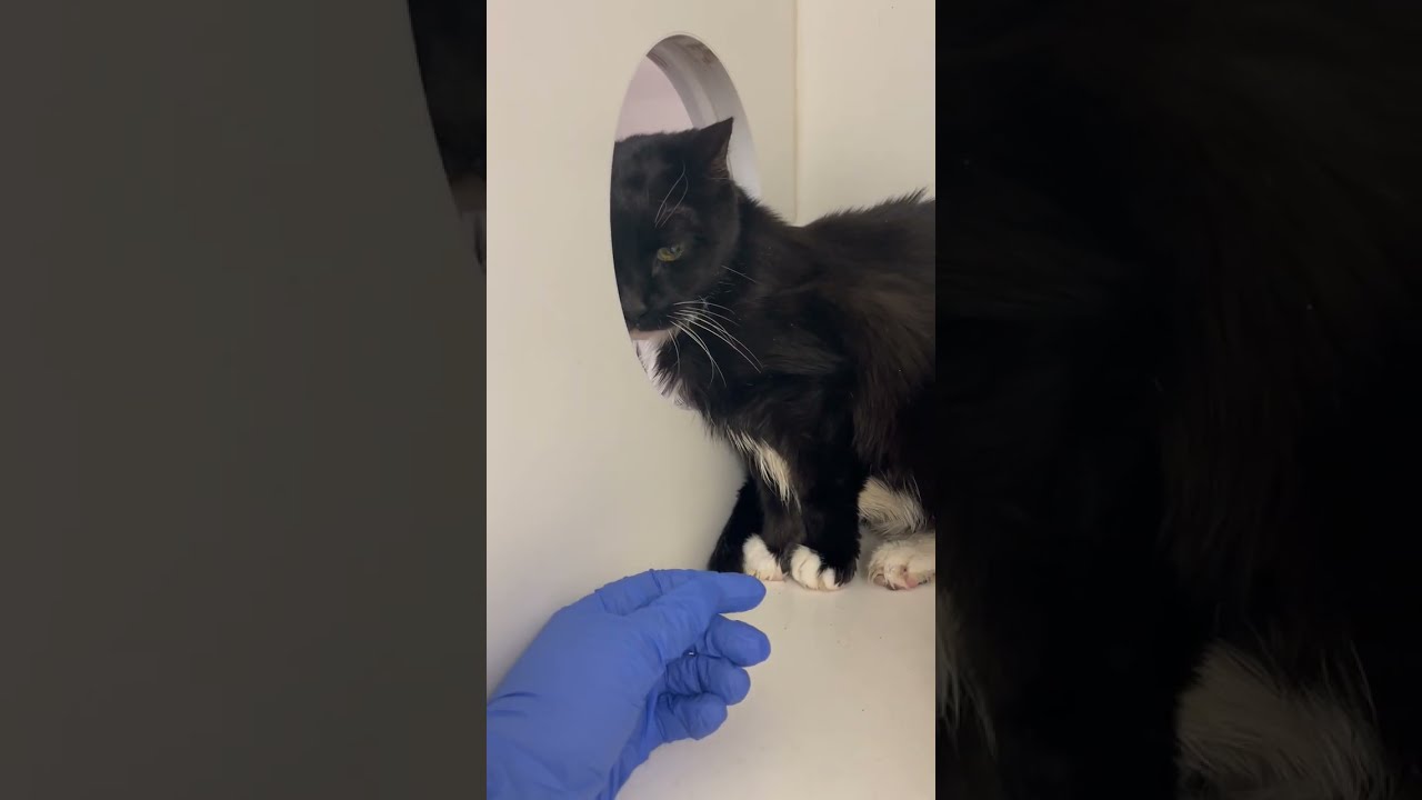 Senior Bandit ACCT A-178465 needs rescue