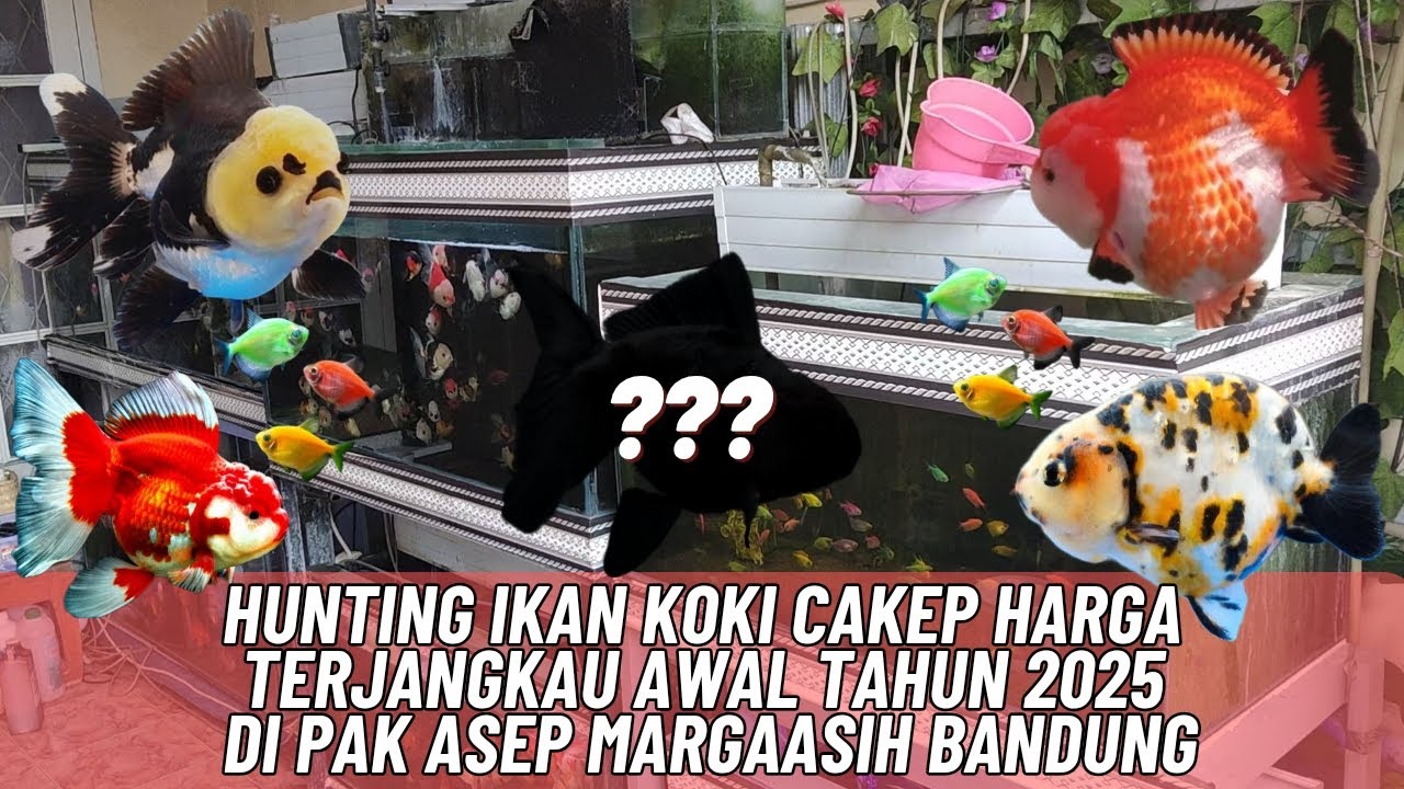 HUNTING IKAN KOKI CAKEP HARGA TERJANGKAU AWAL TAHUN 2025 DI PAK ASEP MARGAASIH BANDUNG