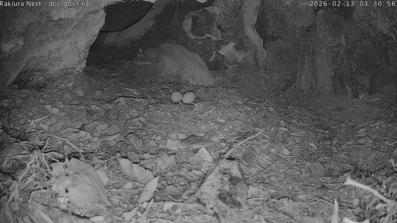 Rakiura fends off another petrel - 13 February