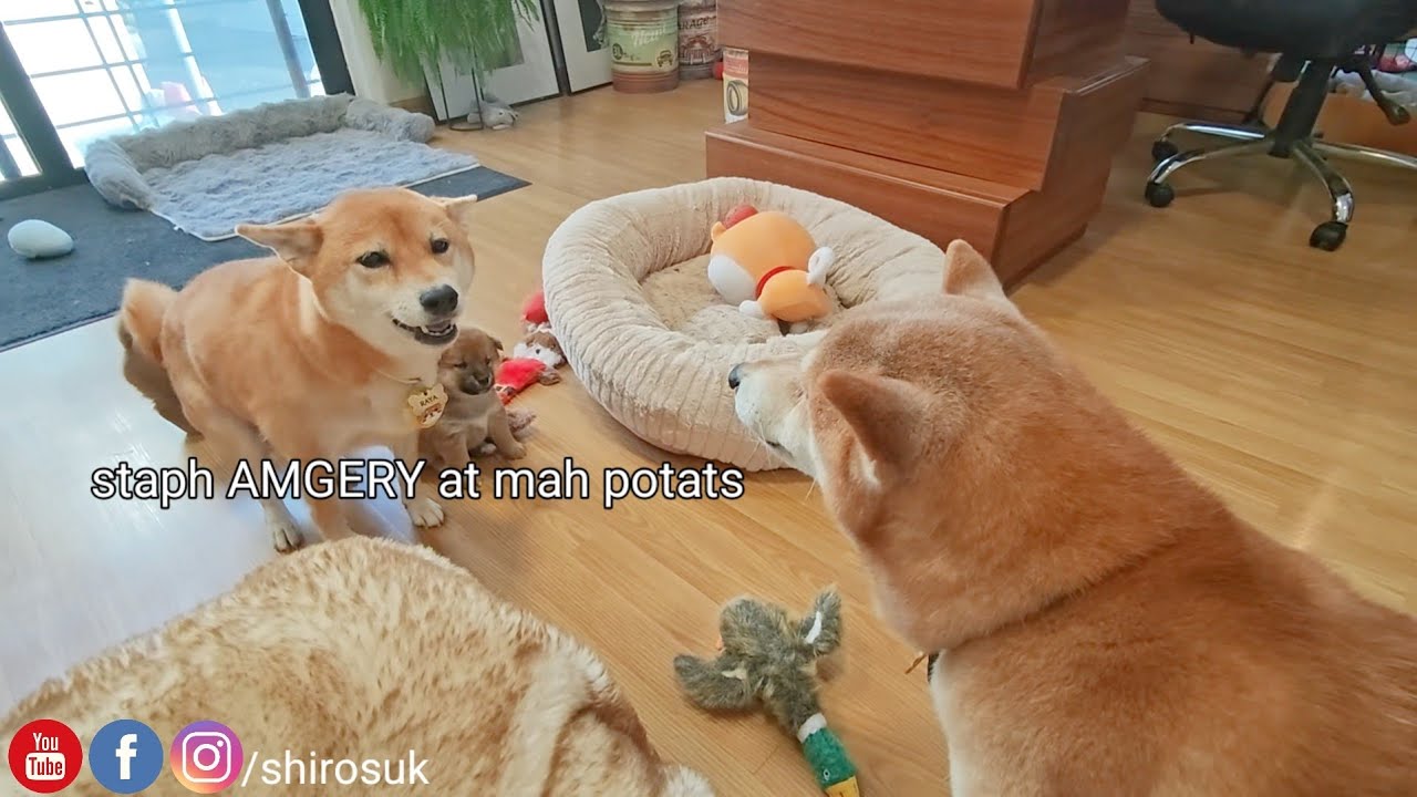 Мама, наконец, заступилась за свою картошку.