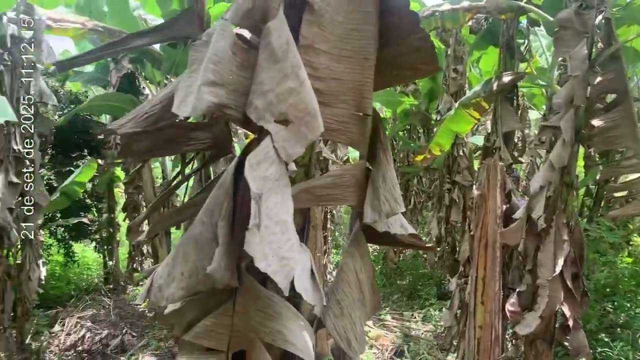 Excelente propriedade de 7,7 Hectarea em lagoa seca PB 