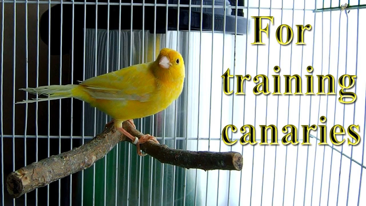 For training Canary singing, Russian singer canary singing Canto de canario, bird sounds