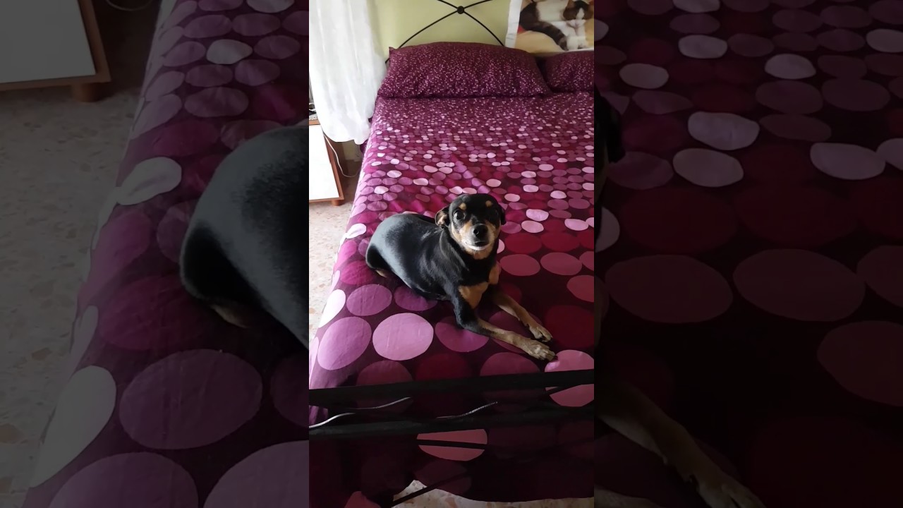 Leon e il rimprovero