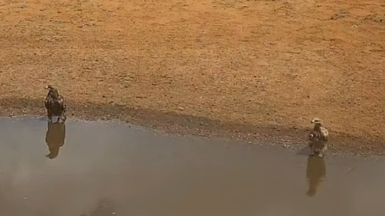 Tawny eagles at Lions Bluff Lodge Photo Hide - Live Stream - Kenya