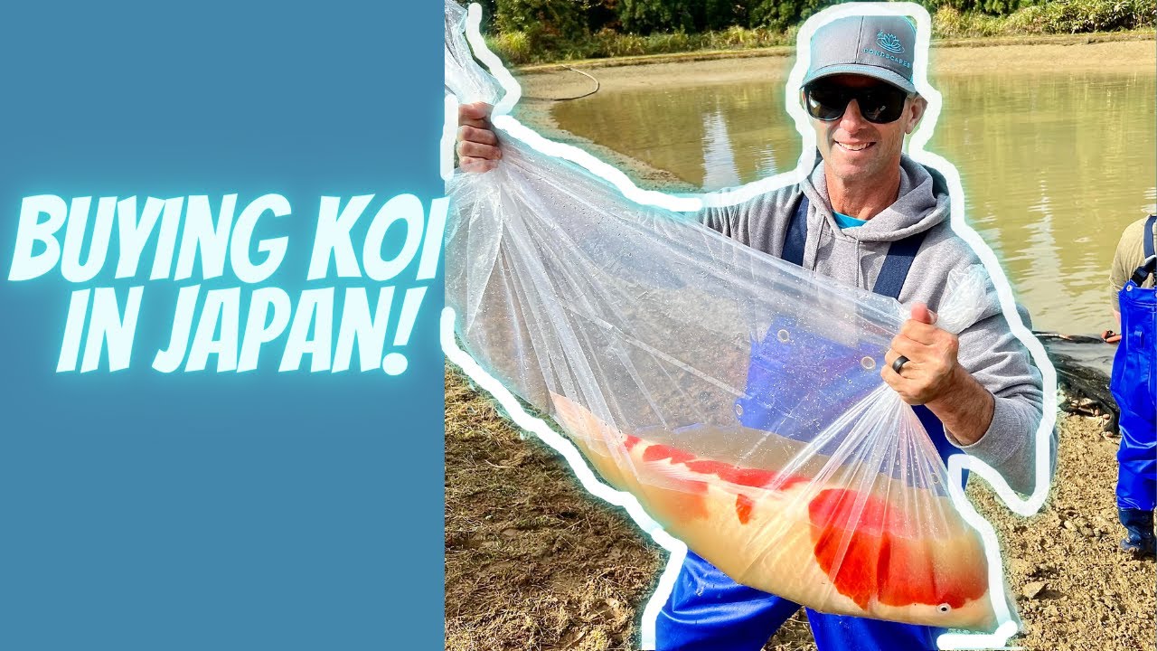 Buying KOI in JAPAN and SHIPPING them to ARIZONA!