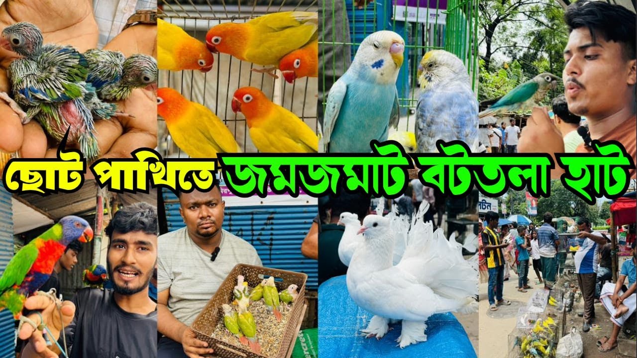 ছোট ছোট পাখিতে জমজমাট বটতলা পাখির হাট | Mirpur 13 Pakhir Hat | Bottola Pakhir Hat #viral