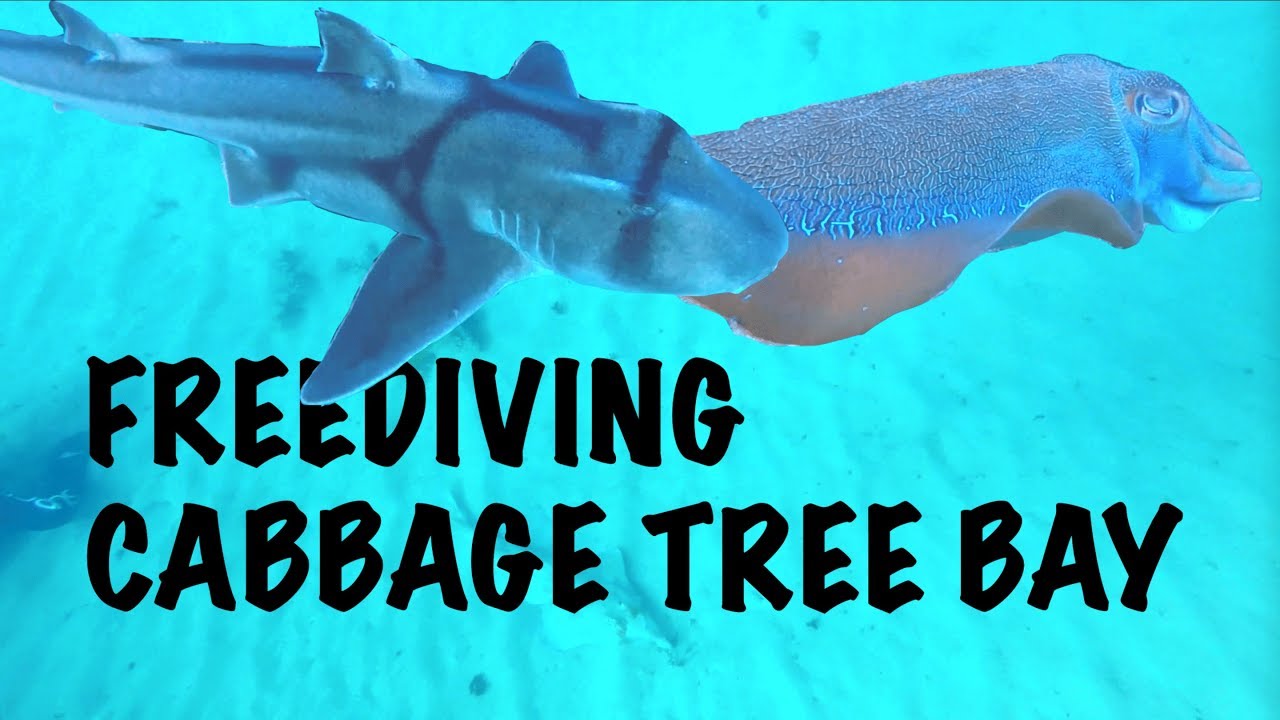 FREEDIVING CABBAGE TREE BAY (CUTTLEFISH MEETS PJ SHARK)