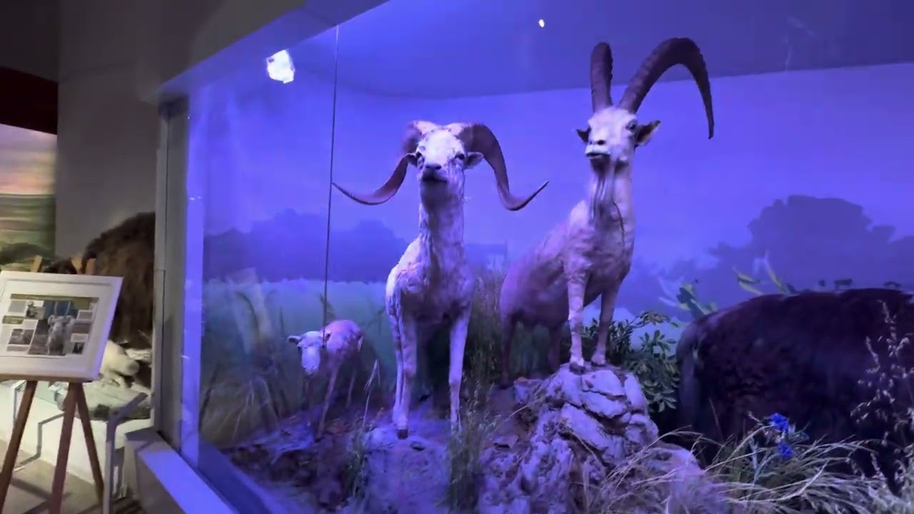 Grigore Antipa Național Museum of Natural History/ Part 2