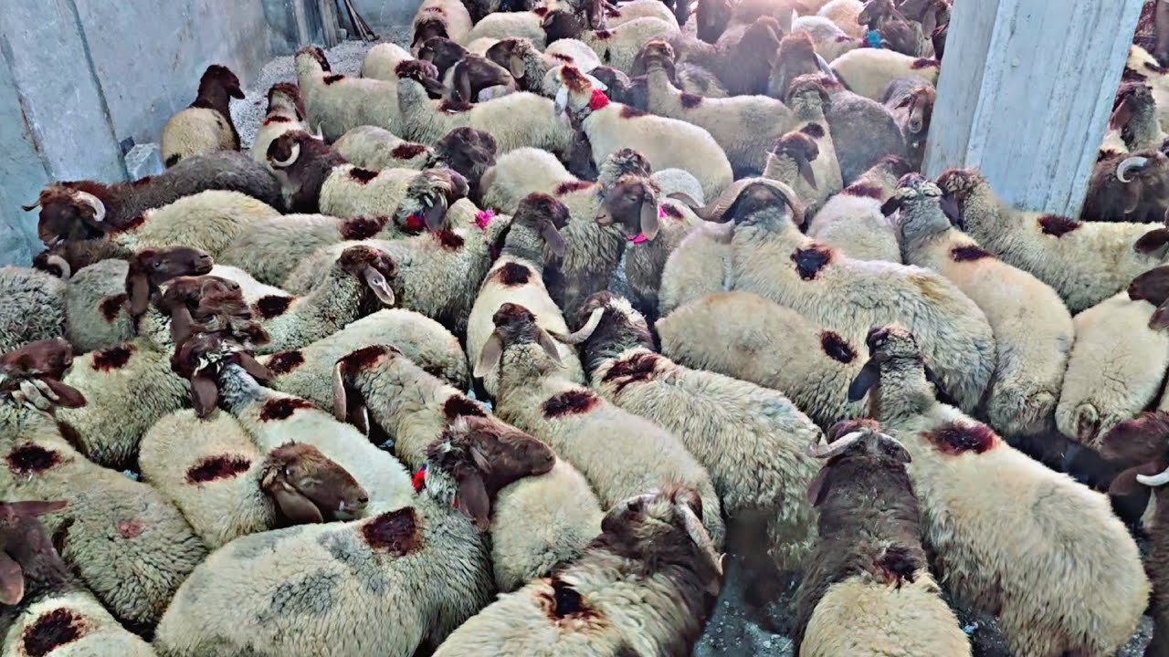 غنم من البادية السورية بعضها فيها وسم كريم الحركي وبعضها من الرقة كباش خراف نعاج عشر  و مطافيل