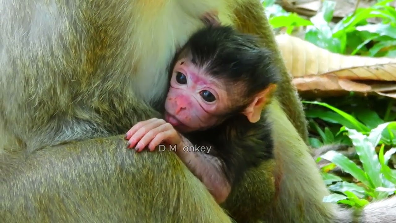 Beautiful newborn monkey Jiva