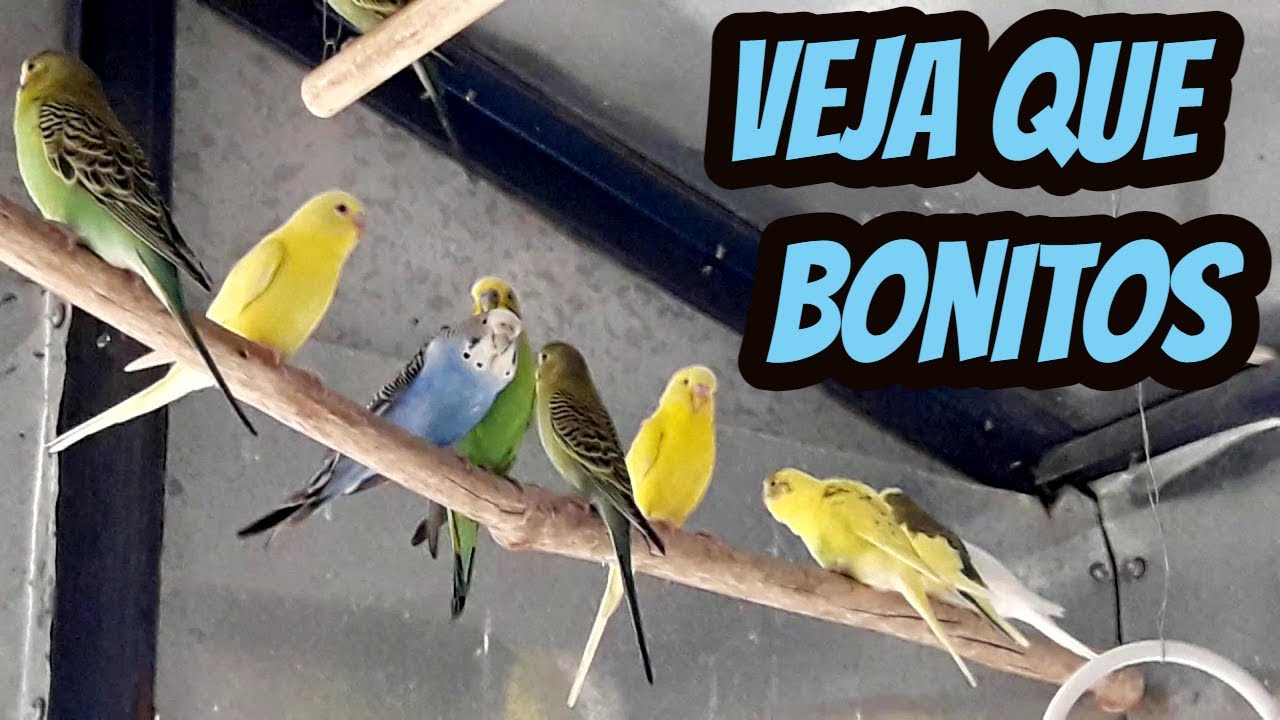 Cria&ccedil;&atilde;o de periquitos australianos em v&aacute;rias cores v&aacute;rios casais no viveiro chocando outros com ovos
