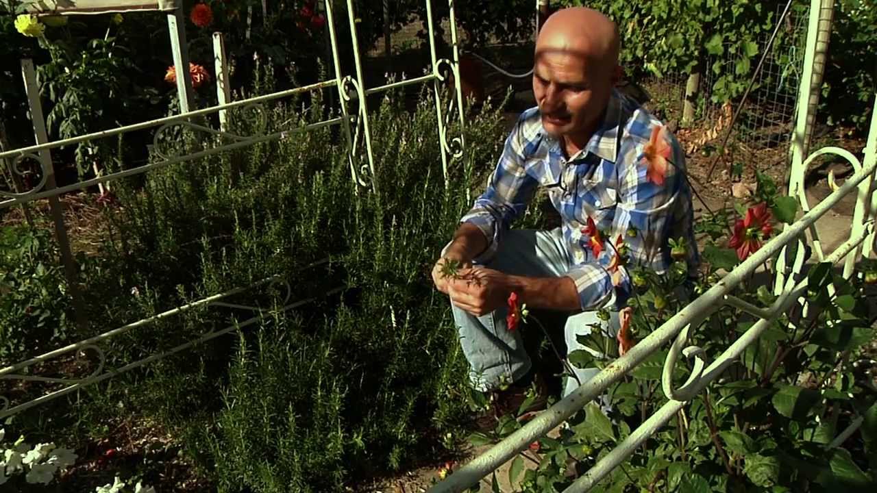 Herb Of The Week - Rosemary