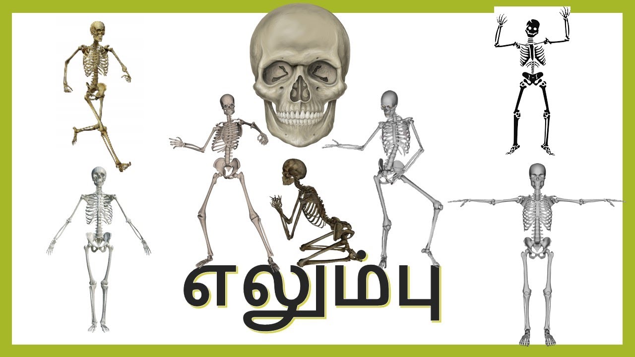 BONE | எலும்பு | ELUMBU | FACT OF BONE | TNPSC | RAILWAYS | SSC | POLICE