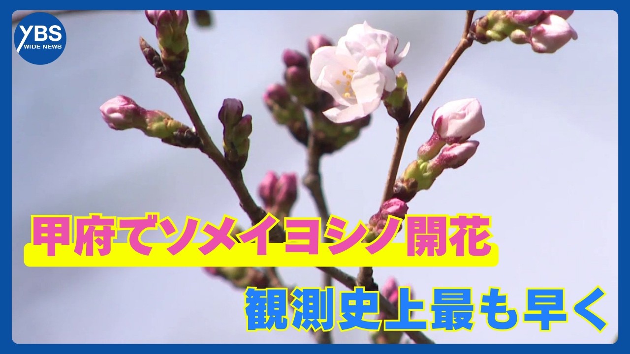 甲府でソメイヨシノ開花 観測史上最も早く 岐阜・高知と並び全国で一番乗り