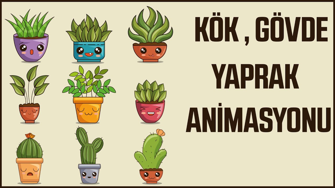 Animasyonlarla Biyoloji ; Kök , Gövde , Yaprak Enine Kesiti