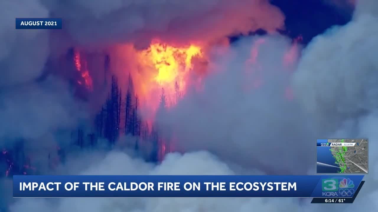 Researchers examine impact of the Caldor Fire on ecosystem
