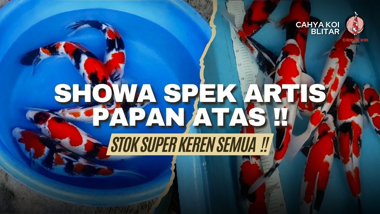 SPESIAL HARI INI KITA KELUARIN YANG SUPERAN BUAT KALIAN SEMUA !! SEMUA IKANNYA SPEK ARTIS BOSKU !!