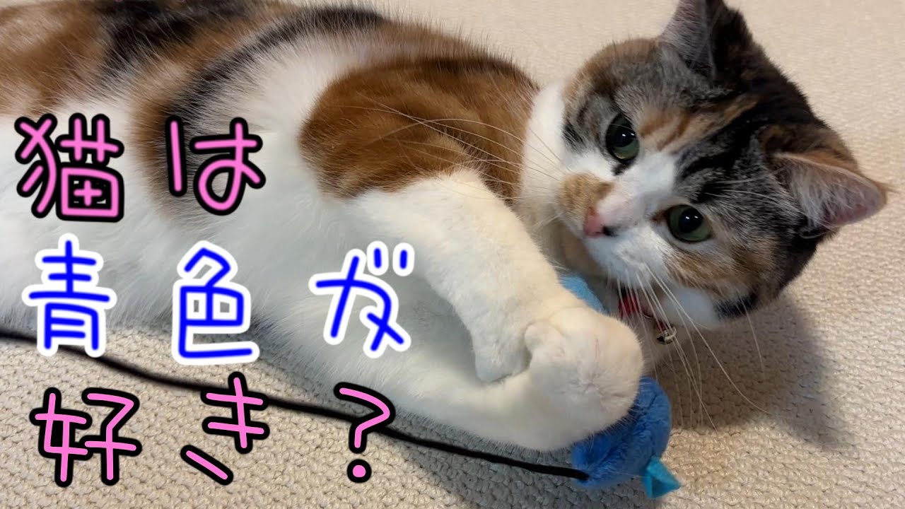 【三毛猫】運動不足の猫に青色のオモチャ渡してみた結果は？