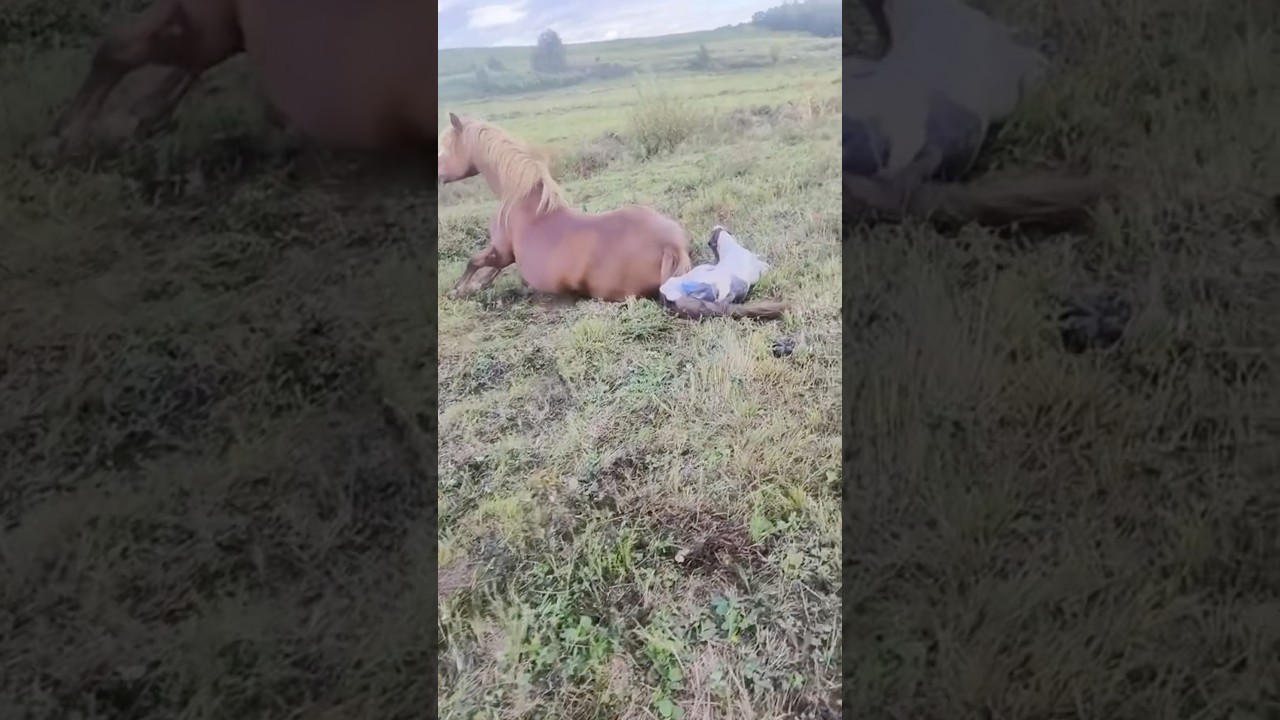 Welcome, little foal
