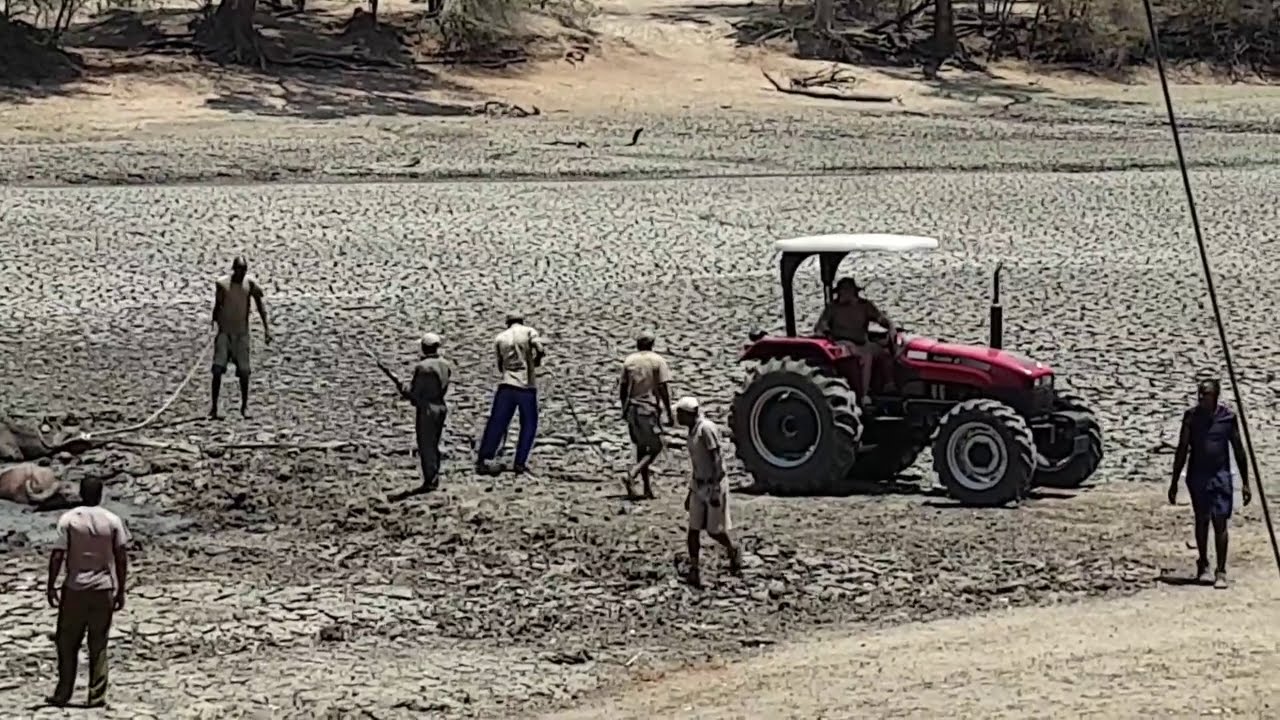 Safari Guide Afrika's Buffalo Rescue Brigade