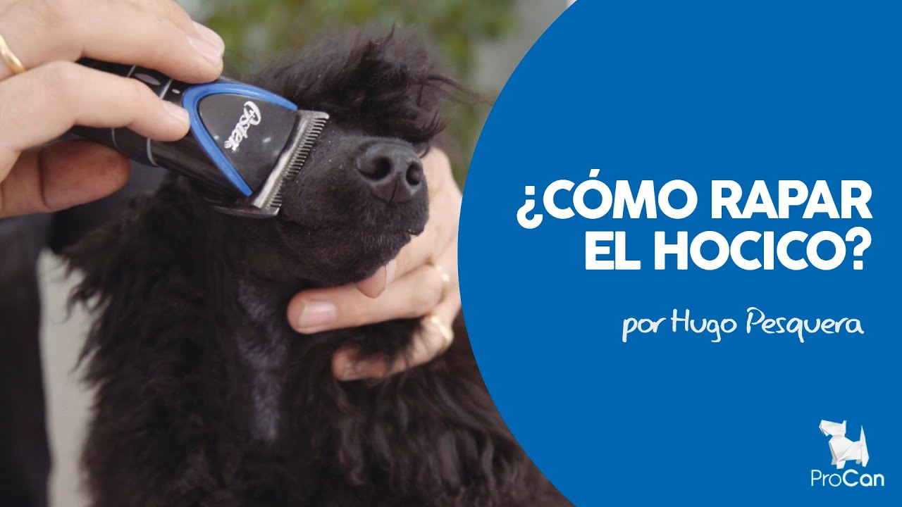 COMO RAPAR EL HOCICO EN UN CANICHE