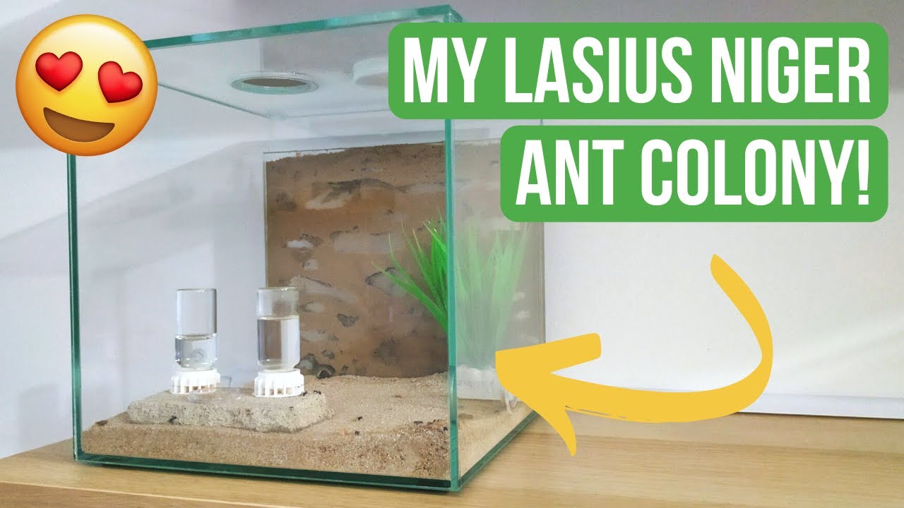 Showing You My Lasius Niger Ant Colony! | Ant Keeping | BRUMA Ants