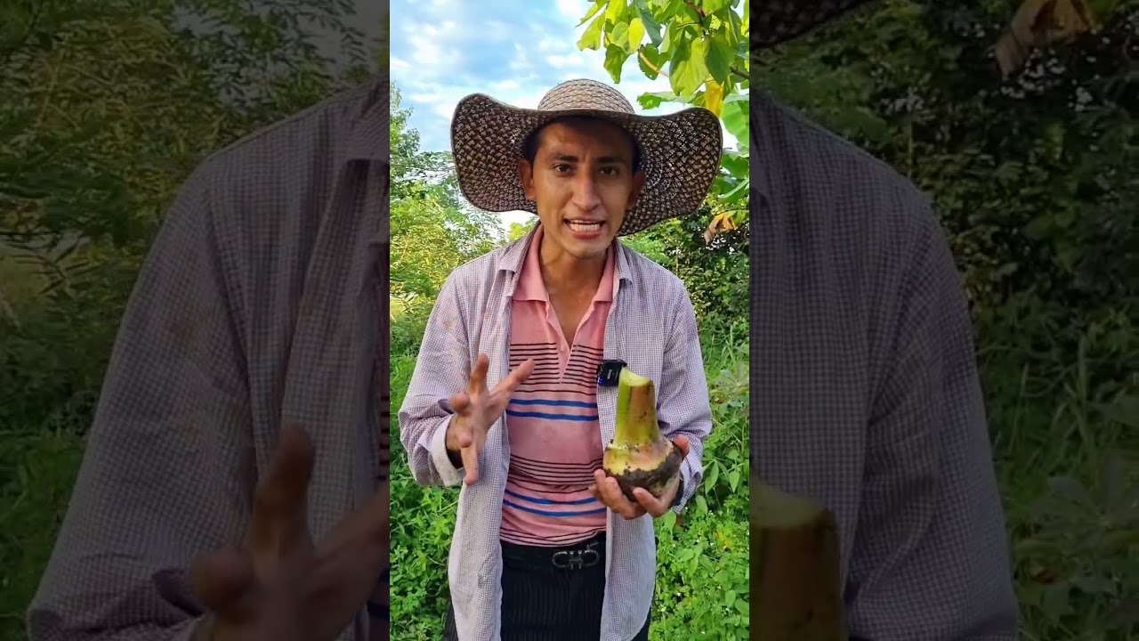 As&iacute; se siembra el pl&aacute;tano #pl&aacute;tano #campo #vida #viva #lafirmadonmiguel #viral