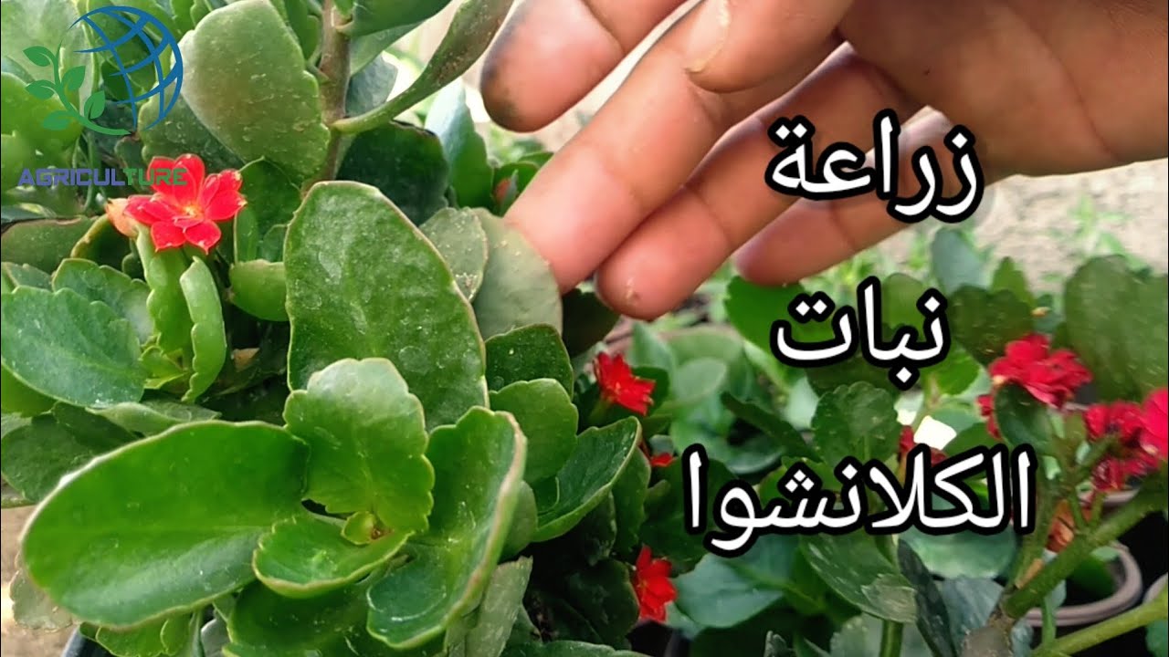 زراعة نبات #الكلانشوا ✓ متطلبات الزراعة وكيفية العناية بالنبات وطرق الإكثار .