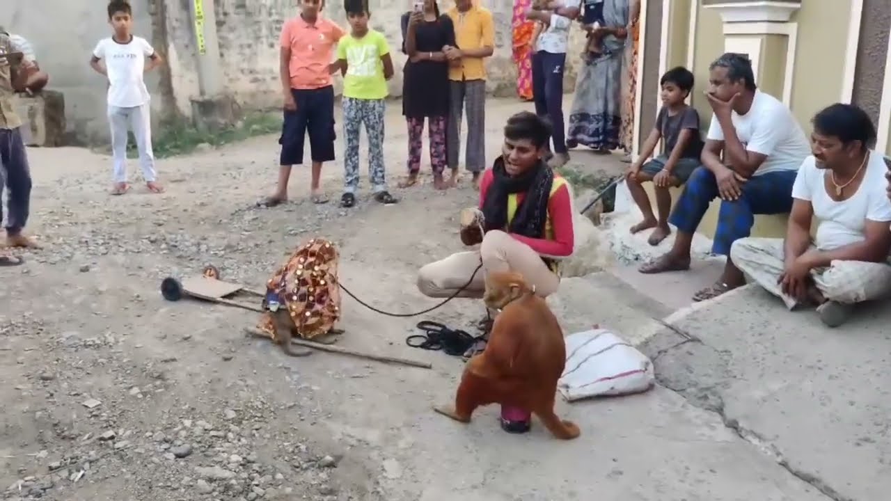 Bandar Bandariya ka khel | बन्दर बंदरिया का खेल | Monkey Drama, Comedy Video