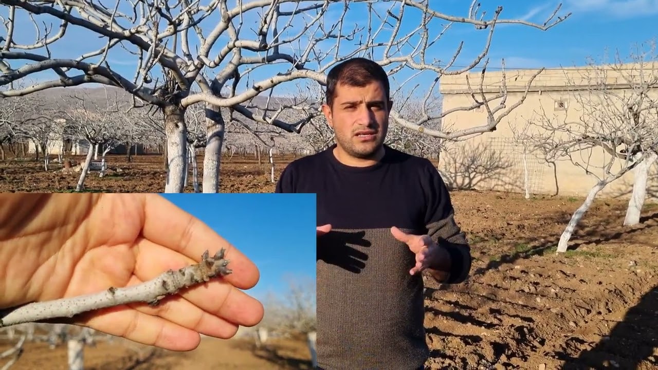 ANTEPFISTIĞINDA HASTALIK VE ZARARLI TESPİTİ