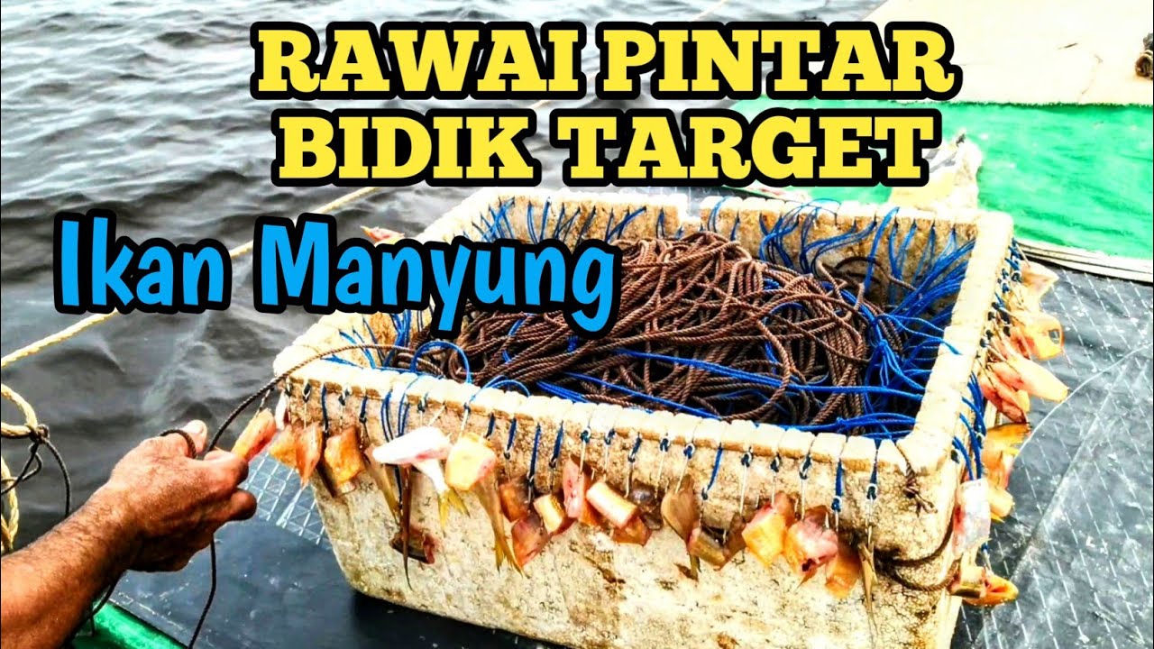 Merawai Ikan Manyung Di Spot Pinggiran Pesisir Kalimantan.