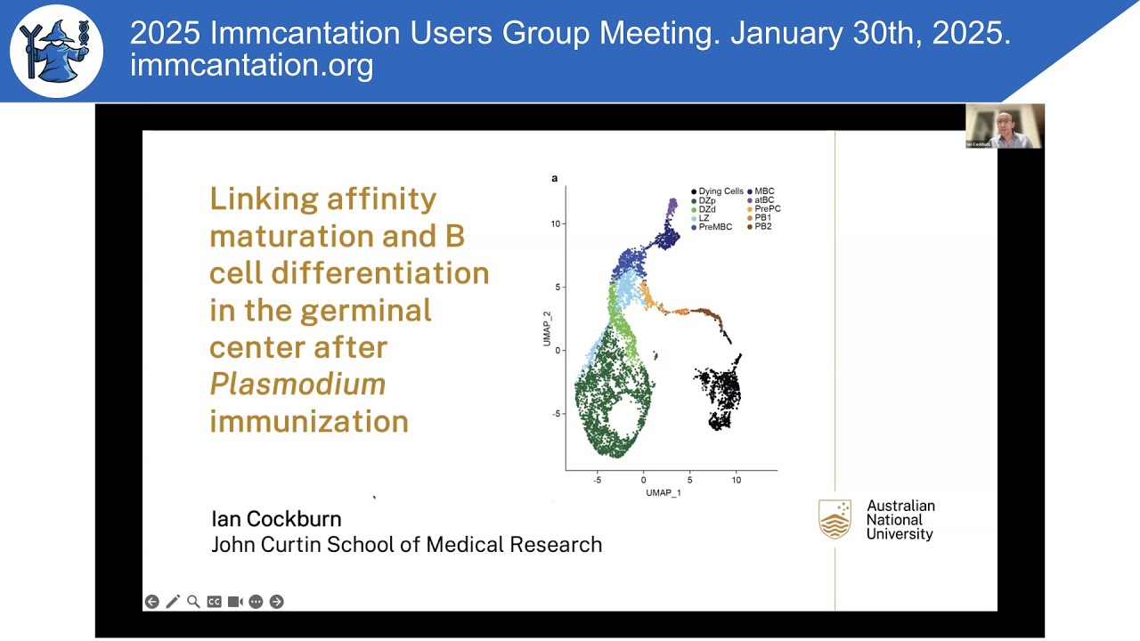 Affinity maturation and B cell differentiation in the germinal center after Plasmodium immunization