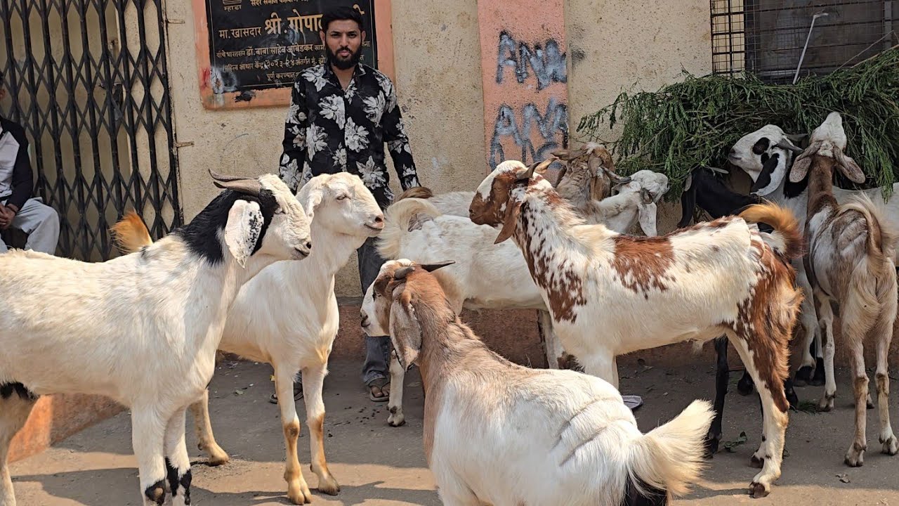 Dhamaka Sasta🔥 Offer Chanas🤯 Dunga Kassi King🔥 Looto Aur Shouk Karo || Salim Bhai Malad Mumbai ||
