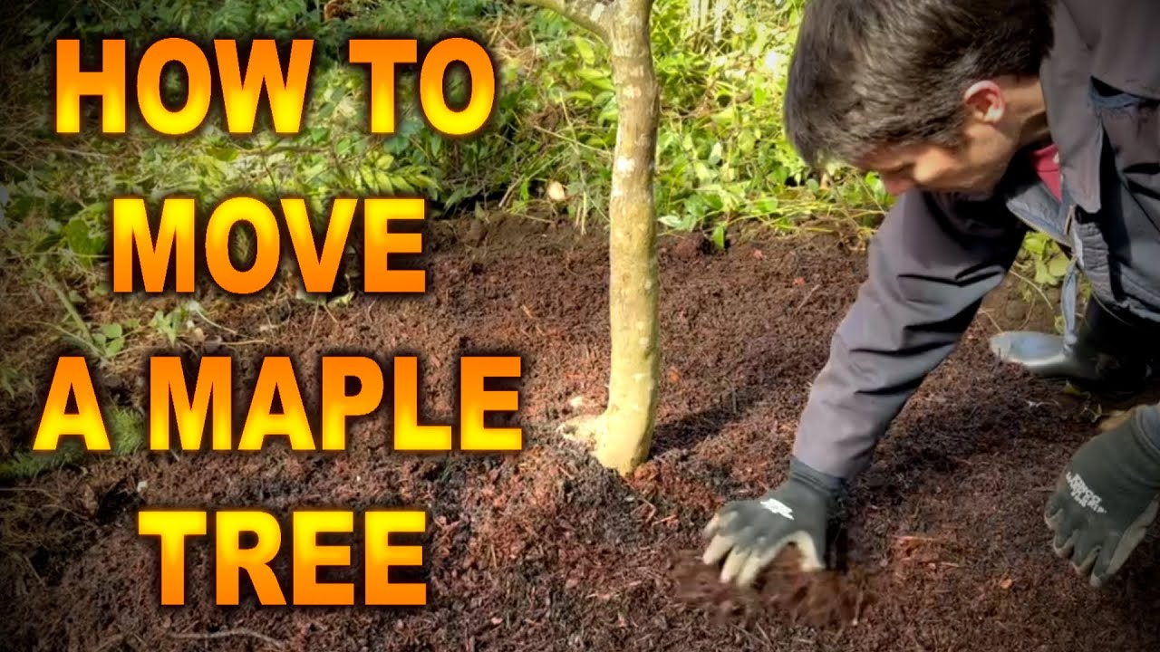 CAN you DIG up and TRANSPLANT a JAPANESE MAPLE | Transplanting a Red Lace Leaf Japanese Maple Tree