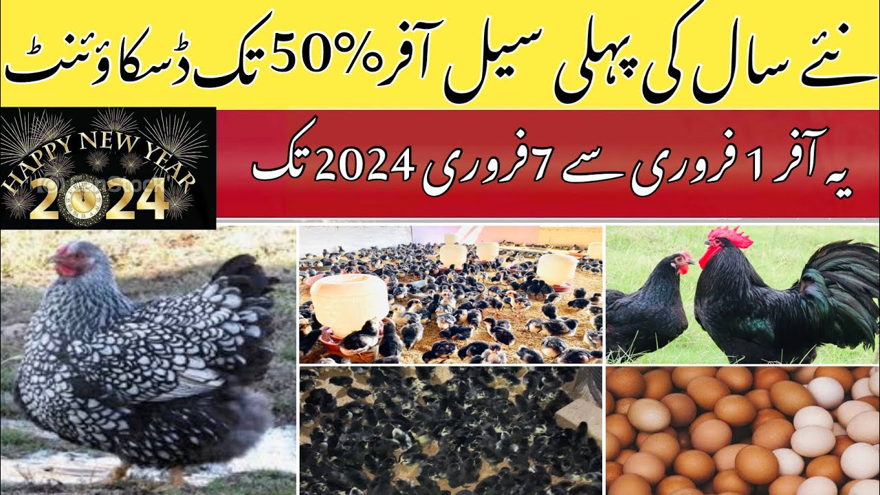 Black australorp In pak￼istan | silver Wynedotte