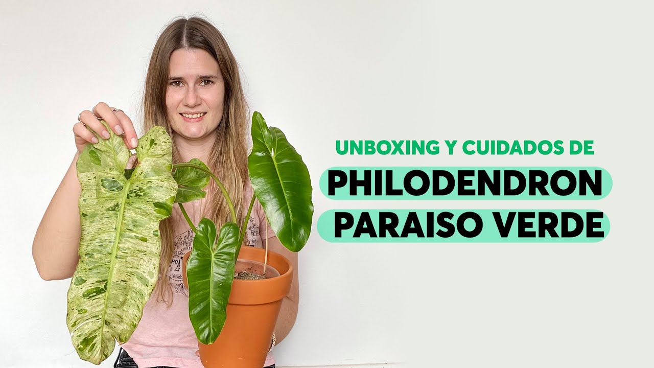 Unboxing Philodendron Paraiso verde y cuidados