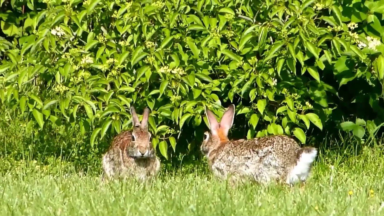 Eastern Cottontail Rabbits Playing in the Grass || ViralHog
