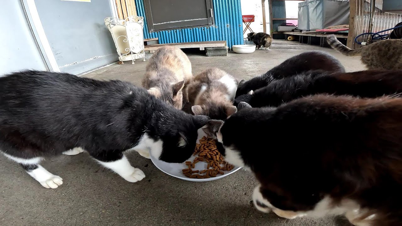 【田代島】【猫島】モグモグタイム
