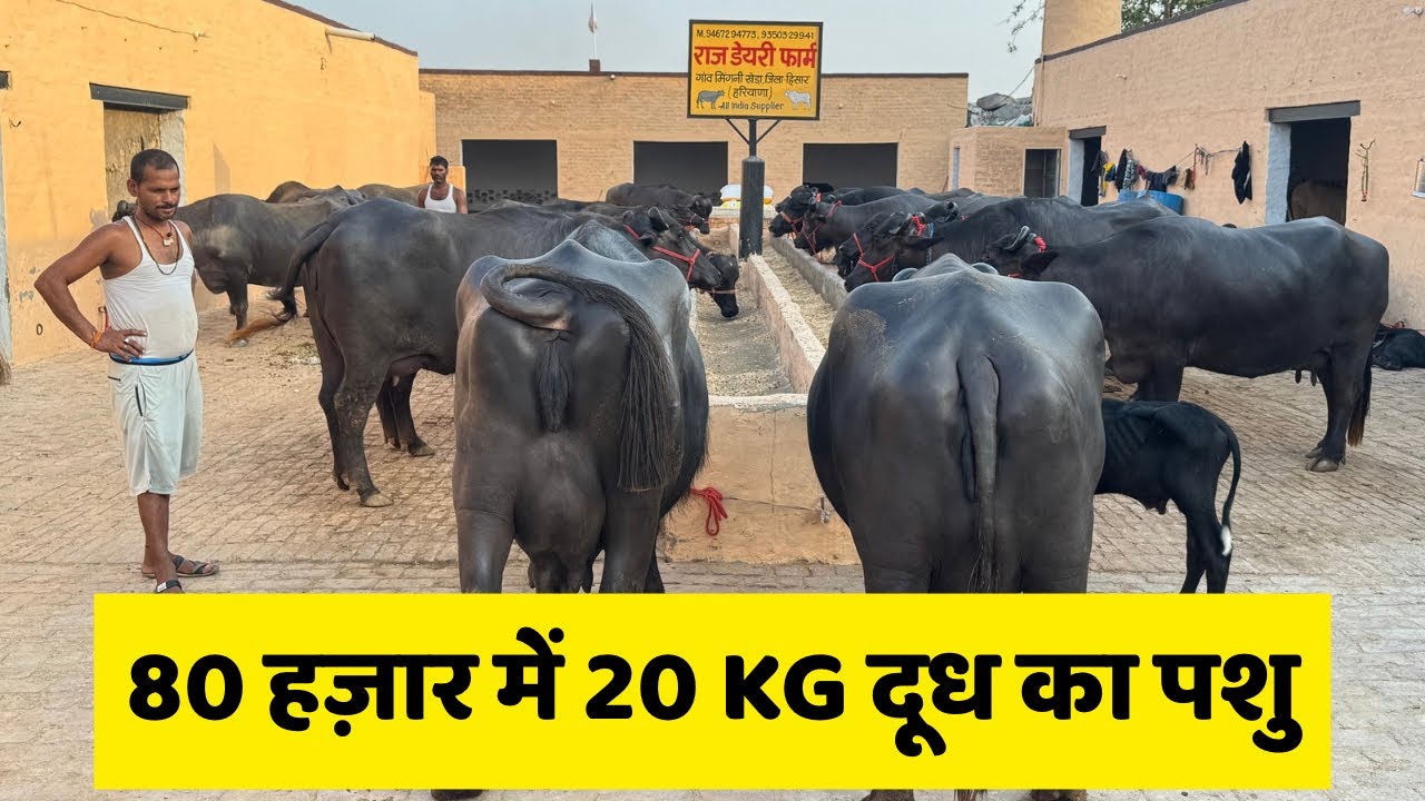 पूरे हरियाणा में जायज कीमत पर पशु देने वाला एक ही फार्म - Raj Dairy Farm 