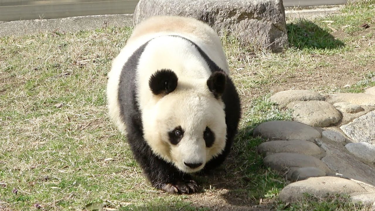タンタンがやってくる♥ ニンジンとビスケットを完食！！ #かわいい #パンダ #神戸市 #王子動物園