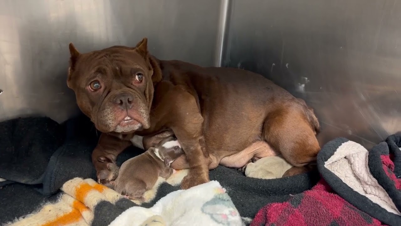 URGENT: Breeder’s Cash Cow Suffers Nightmarish Labor, Only Two Of Her Puppies Survived [STORY BELOW]