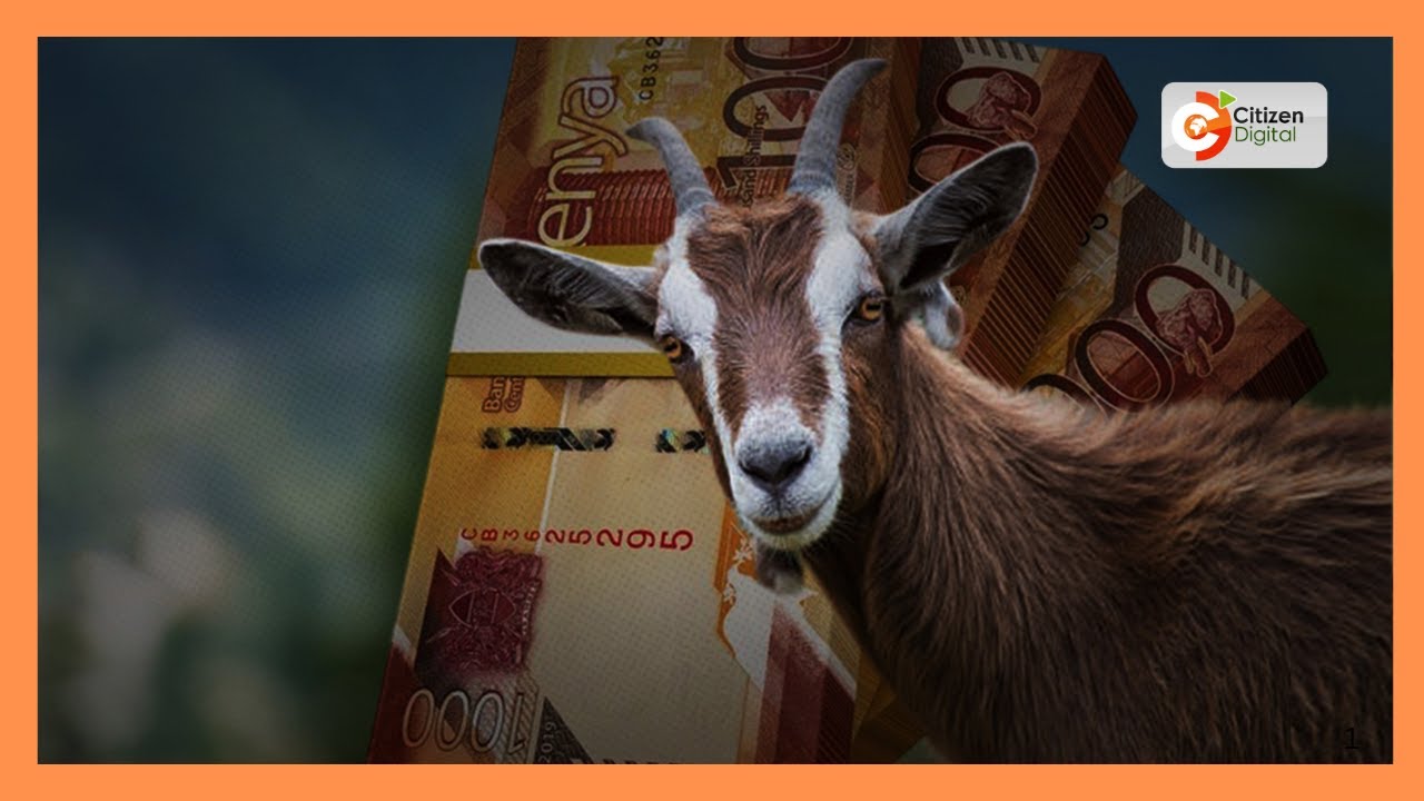 Goat farmers in Kimalel demand payment two months after sales, threaten protest over alleged fraud