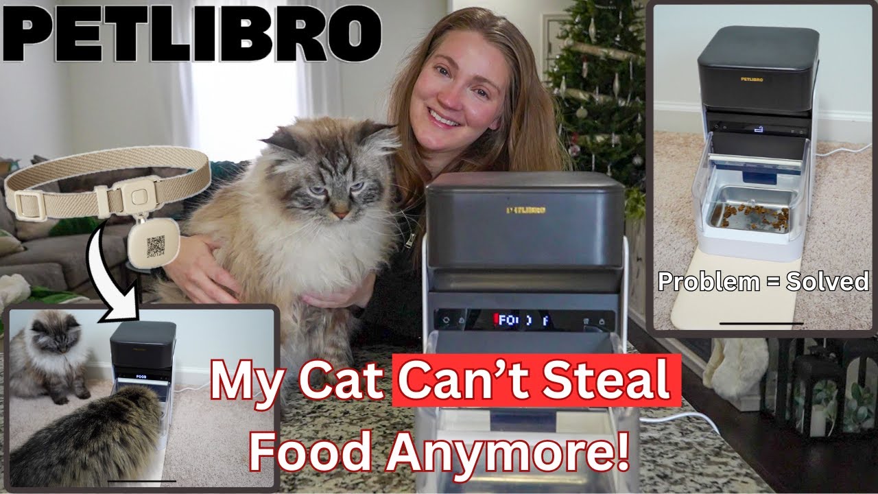 Petlibro One RFID Feeder Review | The Best Smart Feeder for Multi-Cat Homes?