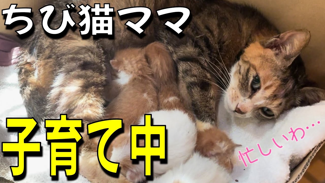 【密着】休む暇なし&hellip;6匹の命を育てる極小母猫の過酷で尊い24時間