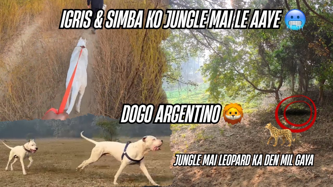 Igris🔱& simba🦁saw leopard🐆 in the jungle🤯