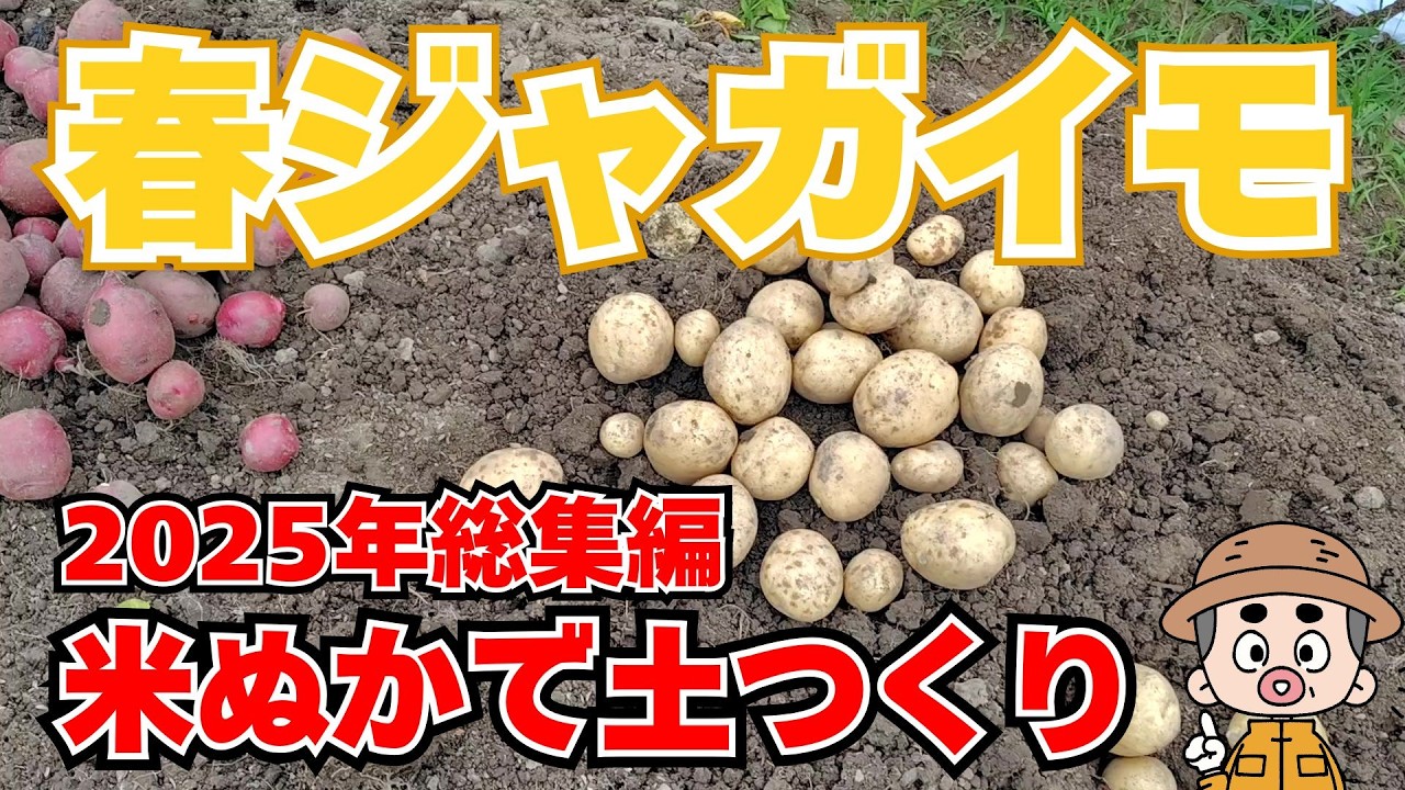 【春ジャガイモ】米ぬかで土つくりした栽培の総集編／2025年春作は、新たな品種に挑戦したり、石灰入れての栽培に挑戦したりしました。ジャガイモの土つくり。