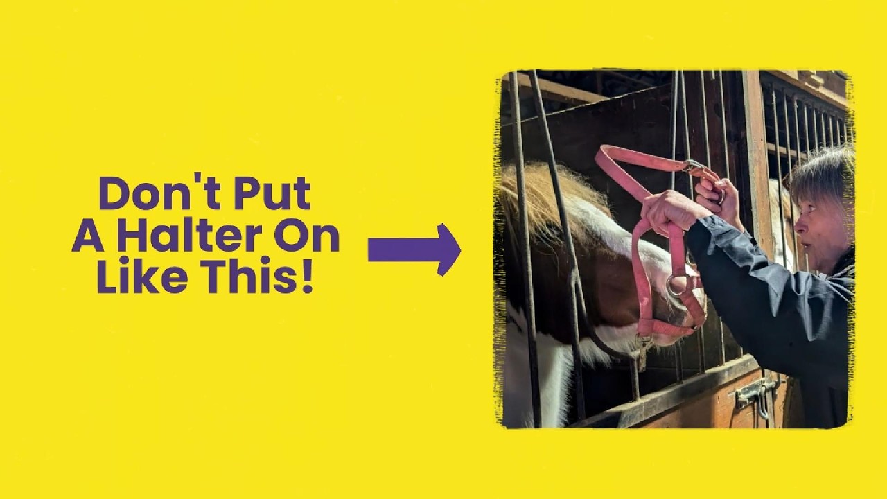 Putting A Halter On Your Horse - Correctly!